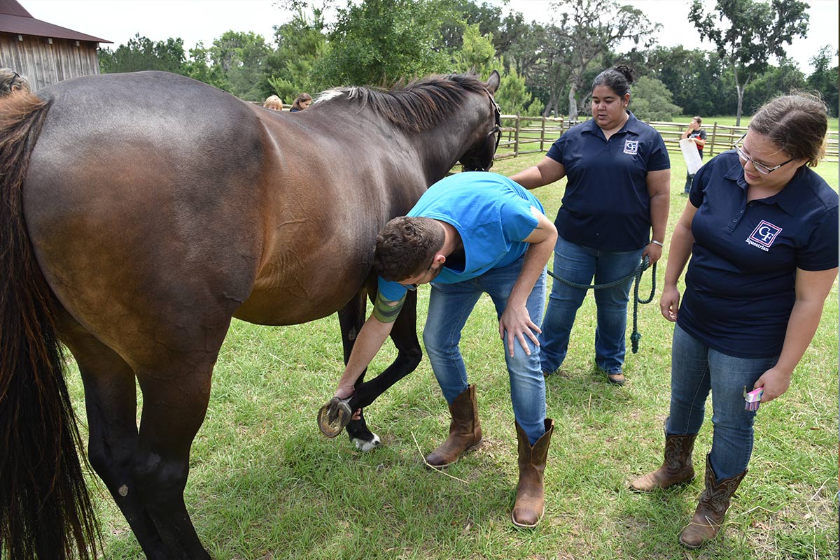 Equine Technician College Credit Certificate | College of Central ...