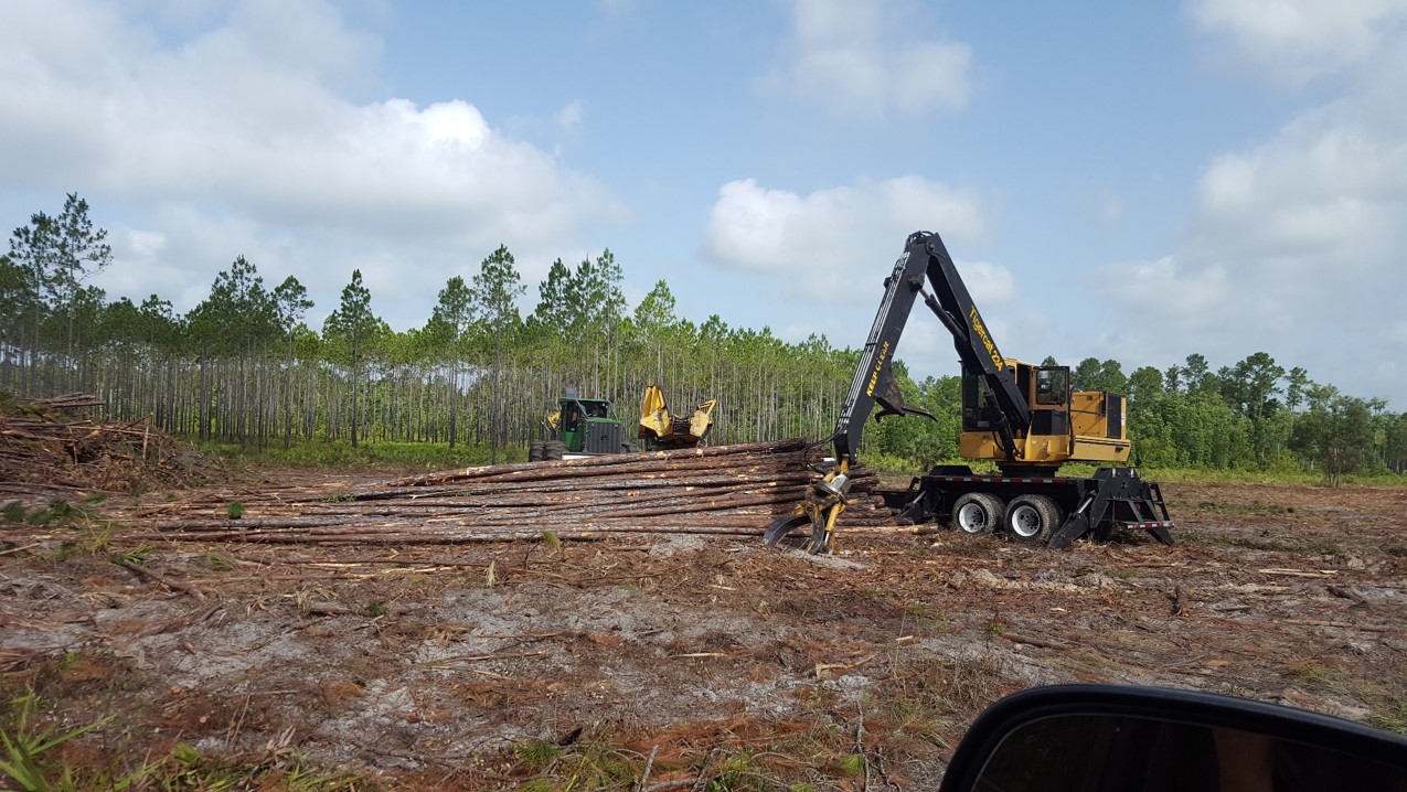 Timber Harvesting