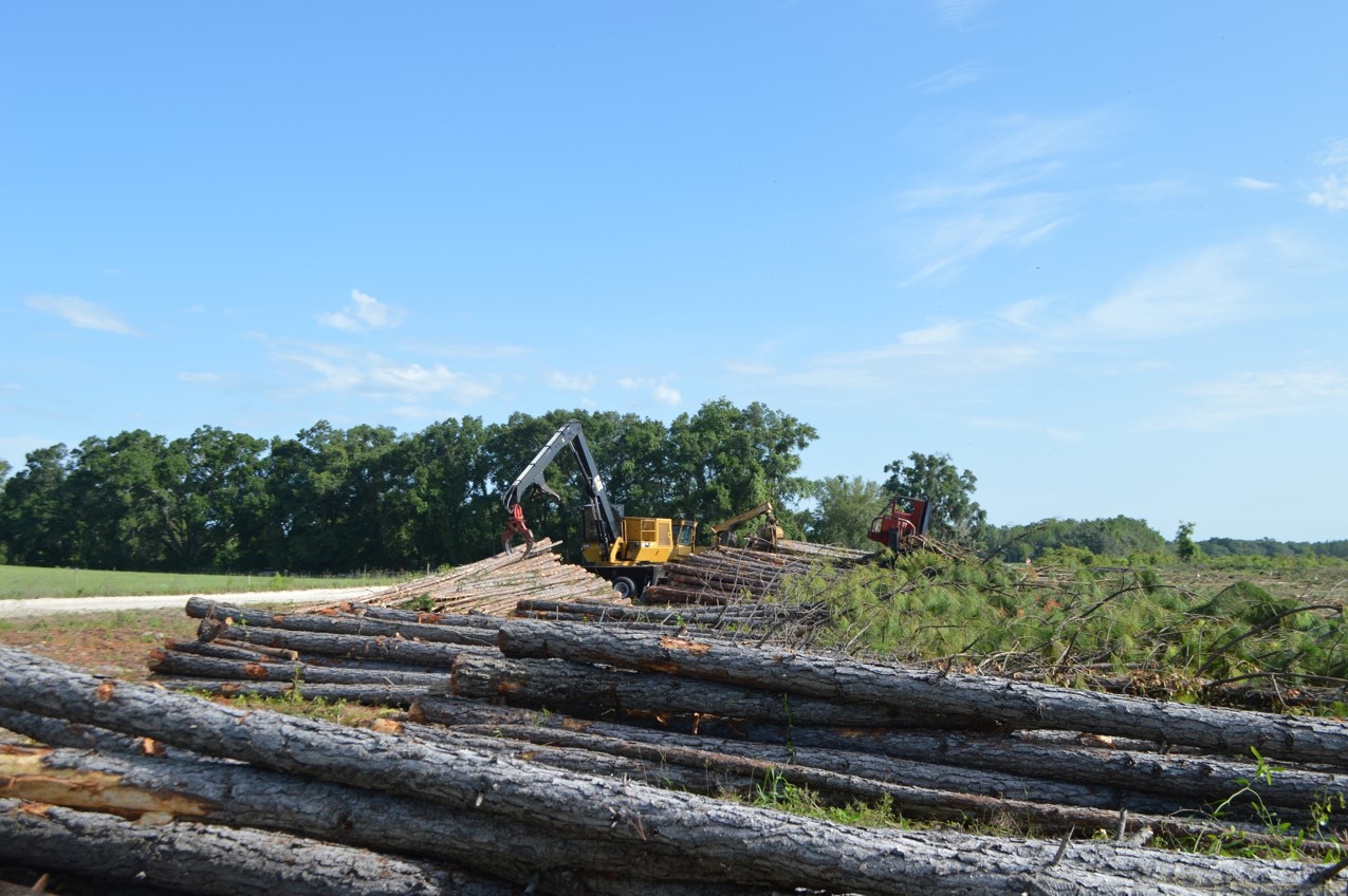 Timber Harvesting