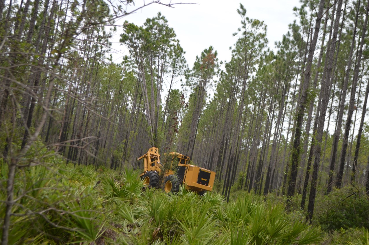 Timber Harvesting