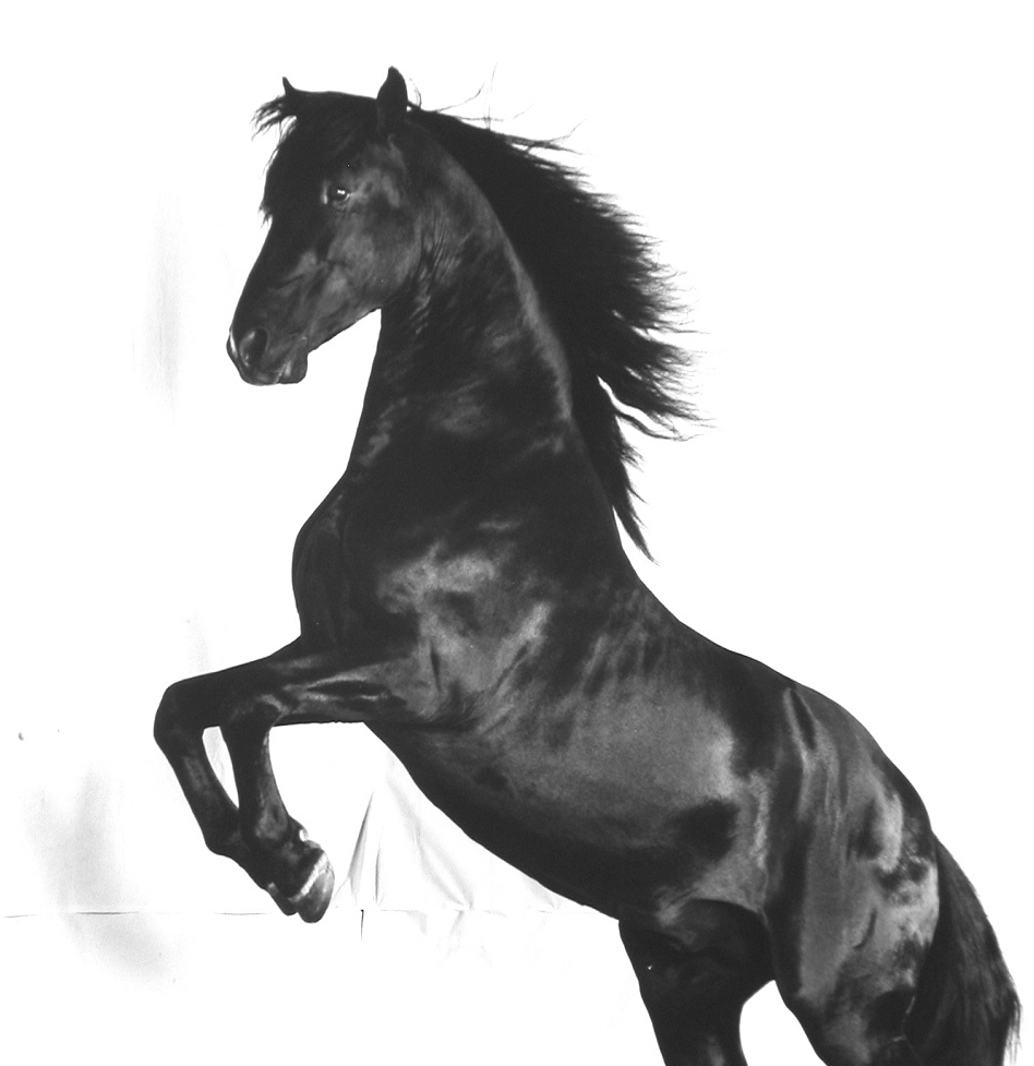 black horse