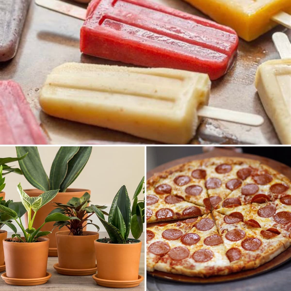 Popsicles, Pizza, Plants