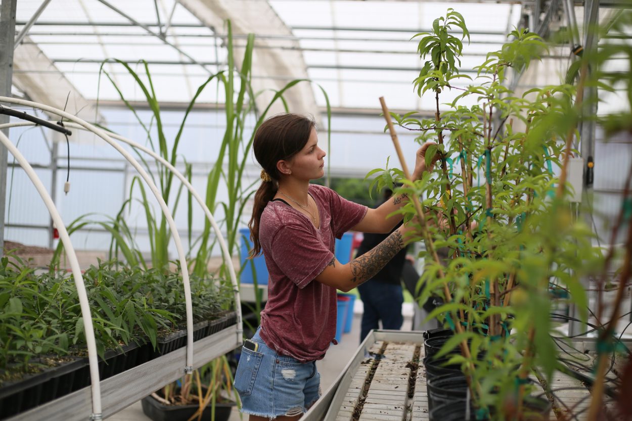 Agribusiness Student in Greenhouse