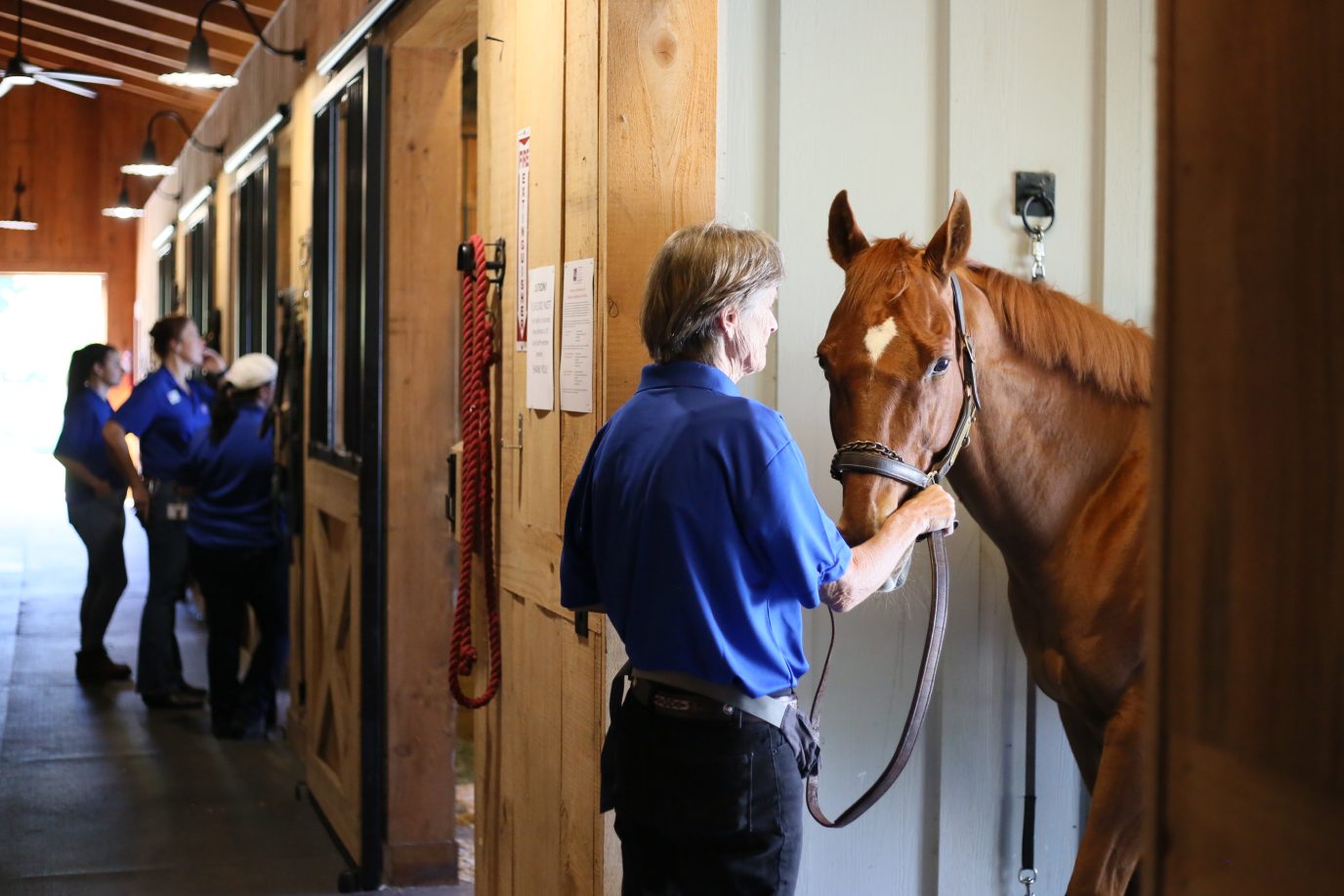 Equine Instructor