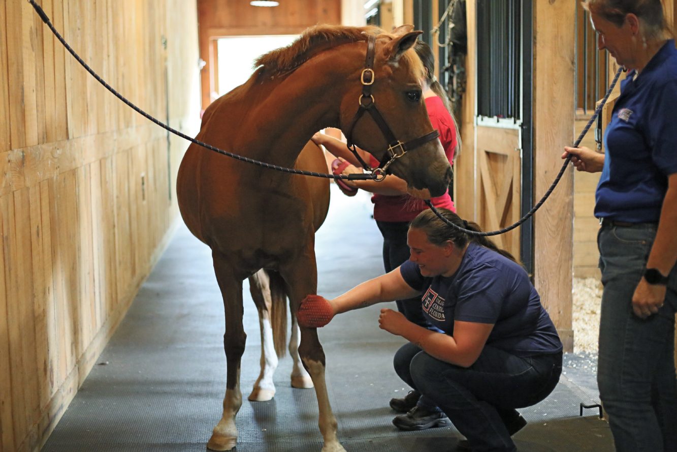 Equine Student